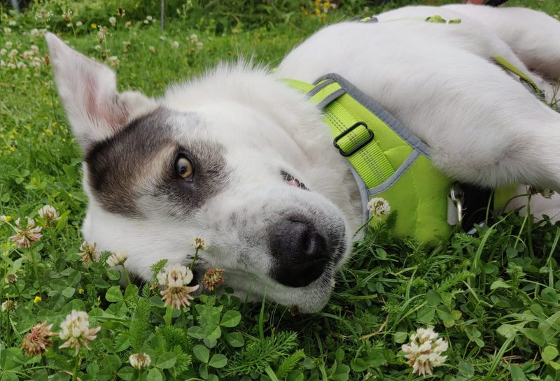 Jaro — Rettungshund und Inspiration für IDIA Studio